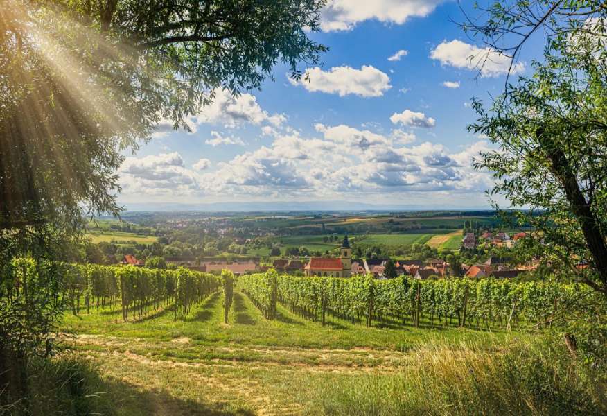 Das Weingut Cleebourg gilt als Geheimtipp für Weinliebhaber im Nordelsass.